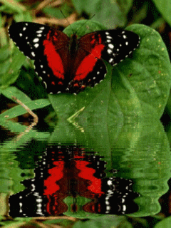 Фантастические бабочки. Анимированные обои 480х800 на телефон.
