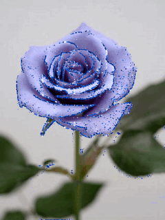 Голубые розы на 8 марта. Скачать картинки 240x320 для телефона бесплатно.